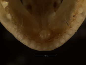 Media type: image;   Herpetology R-121104